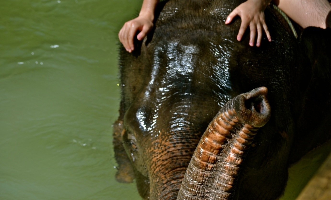 Laos Luang Prabang Elephant, Mountain Bikes, Trails 2 Days
